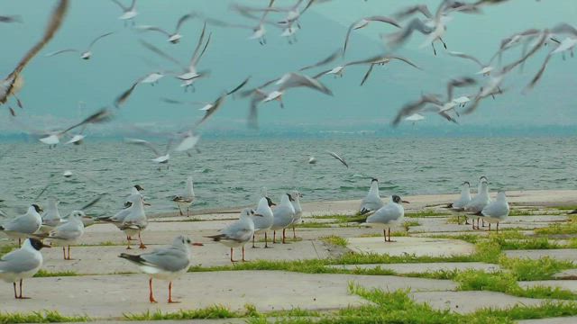 Seagulls on the boardwalk with the sea in the background.