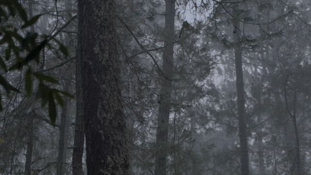 Gloomy forest full of trees during a rainy afternoon.