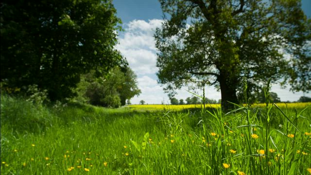 Countryside meadow.