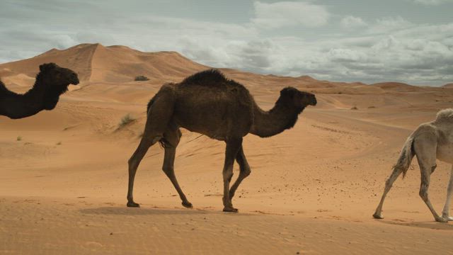 Camels walking in the desert.