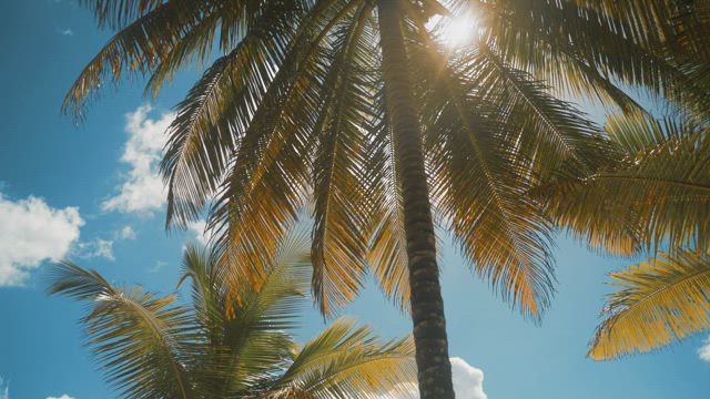 Palm tree on a sunny day.