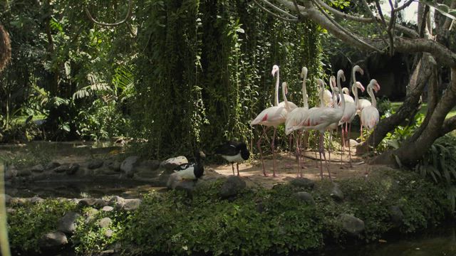 Group of flamingos on the shore of a lake.