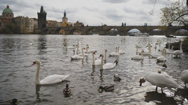 Swans swimming on the banks of a river.