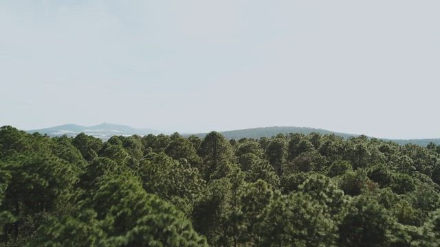 Forest treetops.