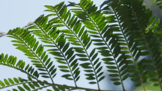 Close up of tree branches.