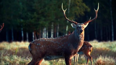 Sika deer buck in the morning. The animal stands in full growth..