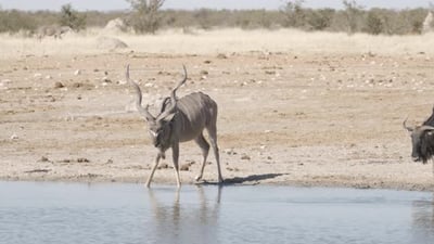 Animals at Waterhole.