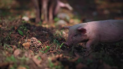 Piglet walking, looking at the camera.