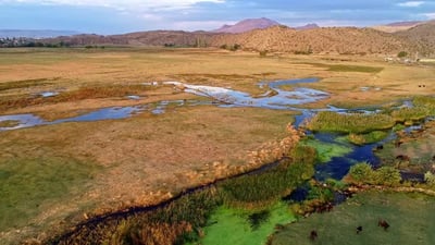 Animals Graze In The Countryside And Wetland.