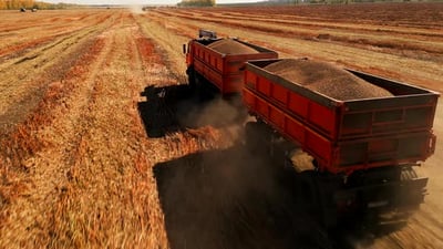 Truck Transports Grain in the Field.